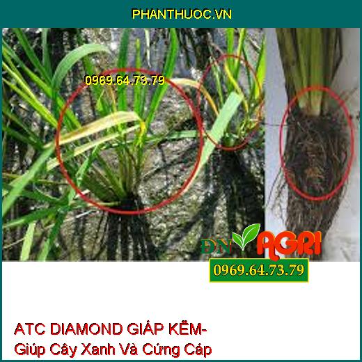 ATC DIAMOND GIÁP KẼM- Giúp Cây Xanh Và Cứng Cáp