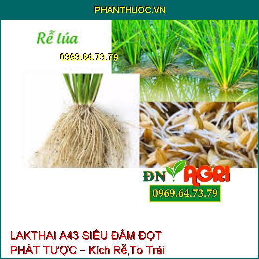 LAKTHAI A43 SIÊU ĐÂM ĐỌT PHÁT TƯỢC – Kích Rễ,To Trái