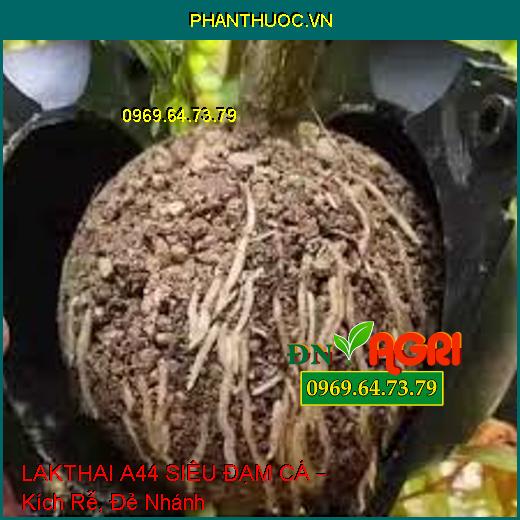 LAKTHAI A44 SIÊU ĐẠM CÁ – Kích Rễ, Đẻ Nhánh