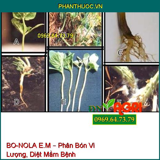 BO-NOLA E.M – Phân Bón Vi Lượng, Diệt Mầm Bệnh