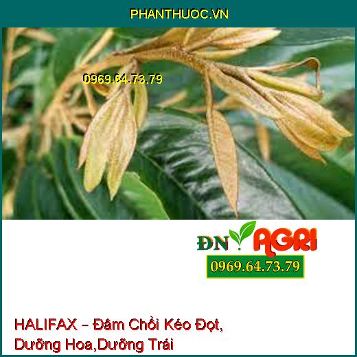 HALIFAX – Đâm Chồi Kéo Đọt, Dưỡng Hoa,Dưỡng Trái