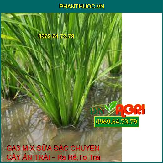 GA3 MIX SỮA ĐẶC CHUYÊN CÂY ĂN TRÁI – Ra Rễ,To Trái