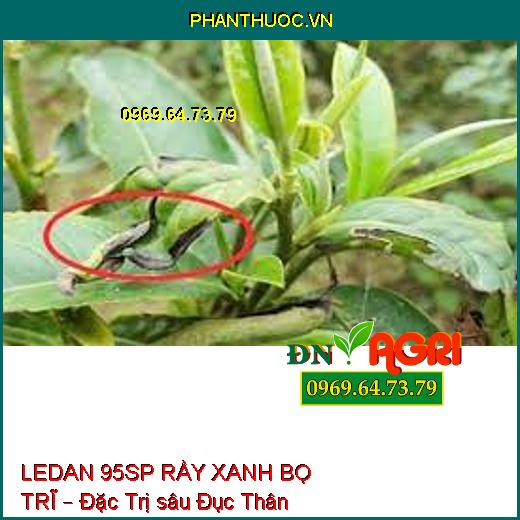 LEDAN 95SP RẦY XANH BỌ TRĨ – Đặc Trị sâu Đục Thân