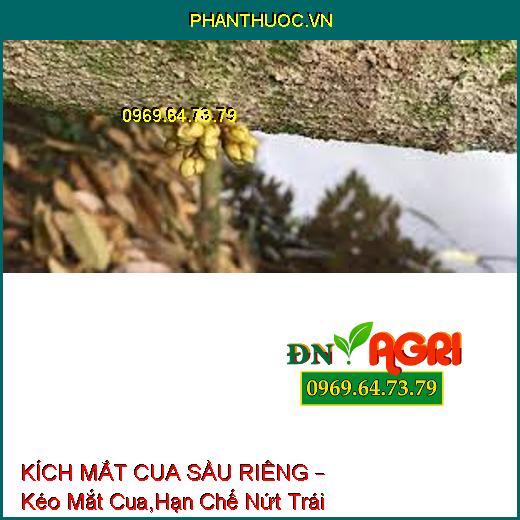 KÍCH MẮT CUA SẦU RIÊNG – Kéo Mắt Cua,Hạn Chế Nứt Trái