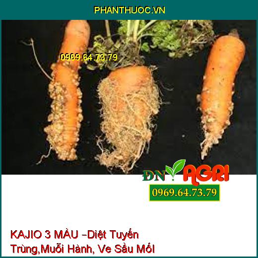 KAJIO 3 MÀU –Diệt Tuyến Trùng,Muỗi Hành, Ve Sầu MốI