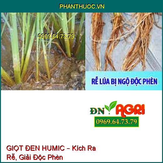 GIỌT ĐEN HUMIC – Kích Ra Rễ, Giải Độc Phèn