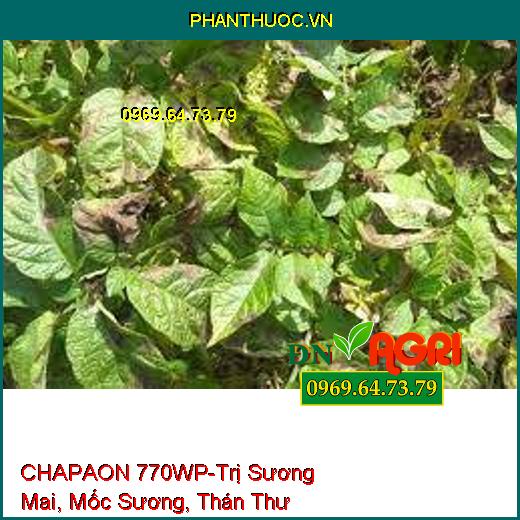 CHAPAON 770WP-Trị Sương Mai, Mốc Sương, Thán Thư