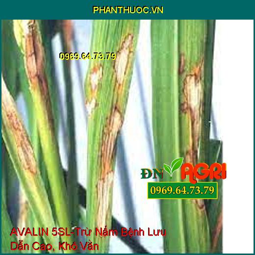 AVALIN 5SL-Trừ Nấm Bệnh Lưu Dẫn Cao, Khô Vằn