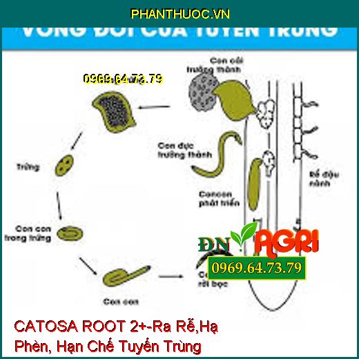 CATOSA ROOT 2+-Ra Rễ,Hạ Phèn, Hạn Chế Tuyến Trùng