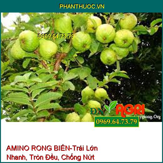 AMINO RONG BIỂN-Trái Lớn Nhanh, Tròn Đều, Chống Nứt Trái