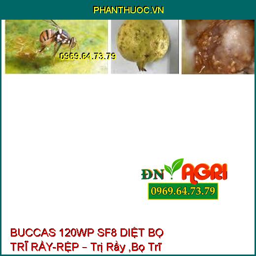 BUCCAS 120WP SF8 DIỆT BỌ TRĨ RẦY-RỆP – Trị Rầy ,Bọ Trĩ