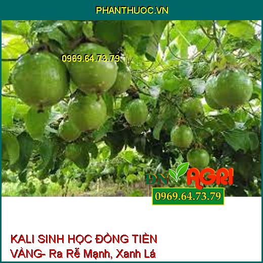 KALI SINH HỌC ĐỒNG TIỀN VÀNG- Ra Rễ Mạnh, Xanh Lá