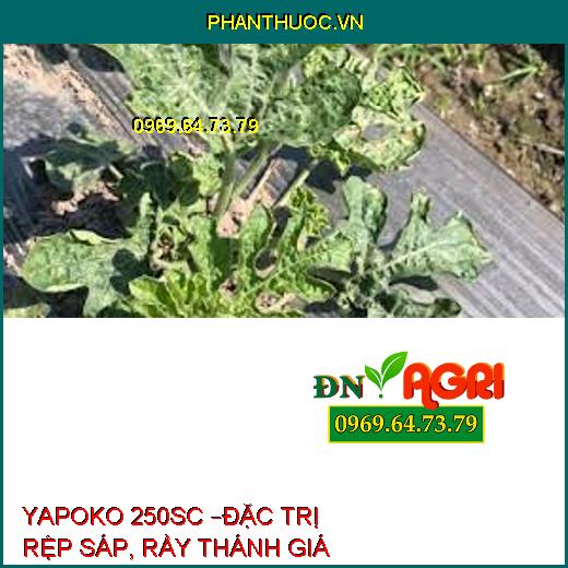 YAPOKO 250SC –ĐẶC TRỊ RỆP SÁP, RẦY THÁNH GIÁ