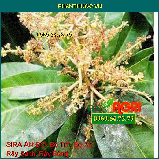 SIRA ẤN ĐỘ- Bọ Trĩ , Bọ Xít, Rầy Xanh, Rầy Bông