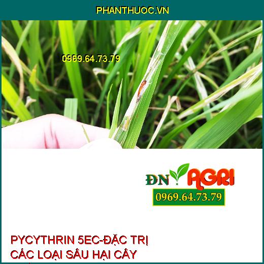 PYCYTHRIN 5EC-ĐẶC TRỊ CÁC LOẠI SÂU HẠI CÂY TRỒNG