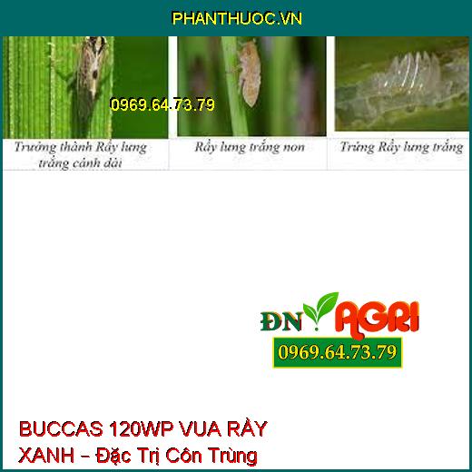 BUCCAS 120WP VUA RẦY XANH – Đặc Trị Côn Trùng Chích Hút