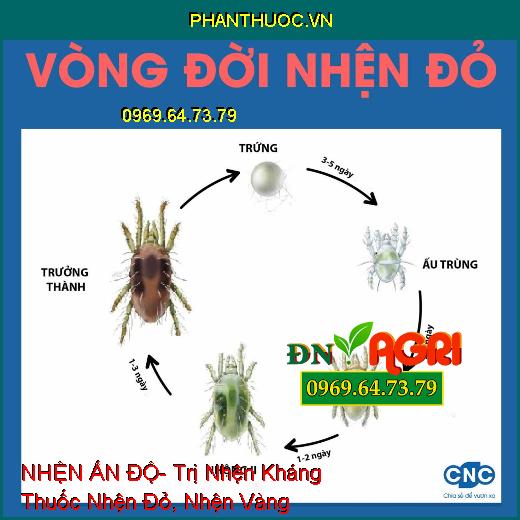 NHỆN ẤN ĐỘ- Trị Nhện Kháng Thuốc Nhện Đỏ, Nhện Vàng