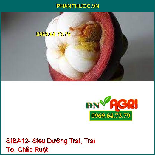 SIBA12- Siêu Dưỡng Trái, Trái To, Chắc Ruột