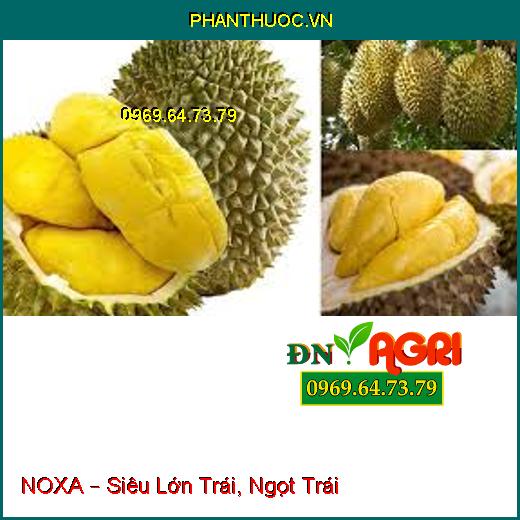 NOXA – Siêu Lớn Trái, Ngọt Trái