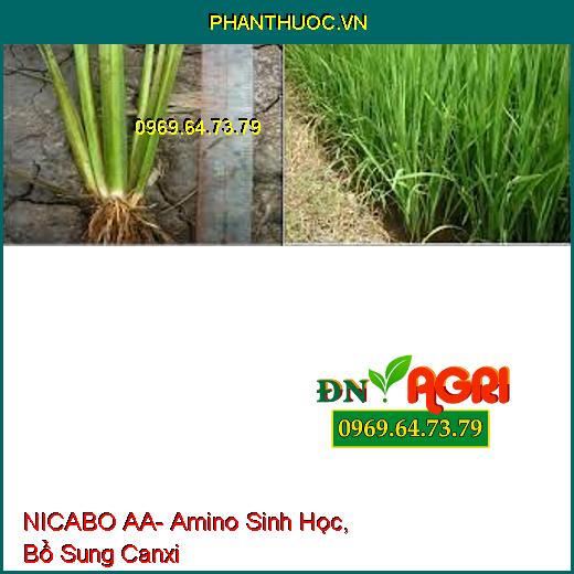 NICABO AA- Amino Sinh Học, Bổ Sung Canxi