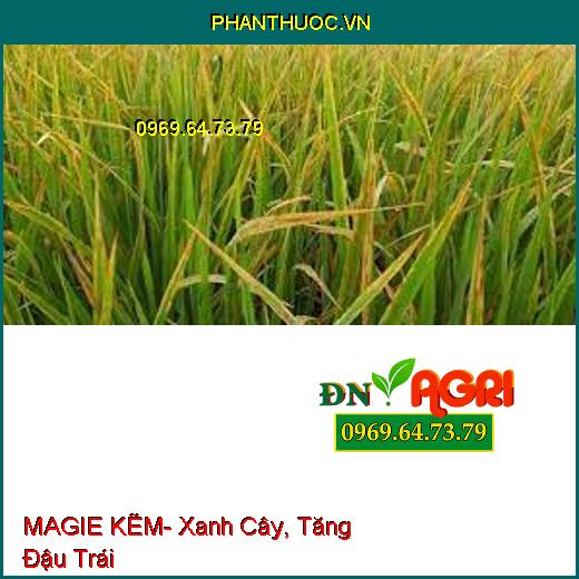 MAGIE KẼM- Xanh Cây, Tăng Đậu Trái