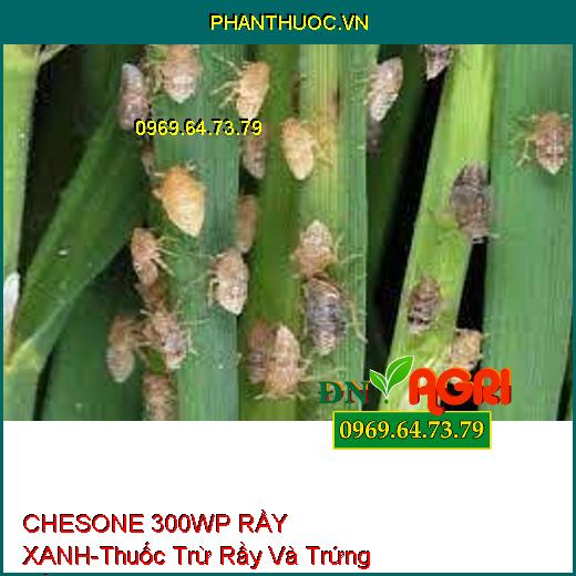 CHESONE 300WP RẦY XANH-Thuốc Trừ Rầy Và Trứng Rầy