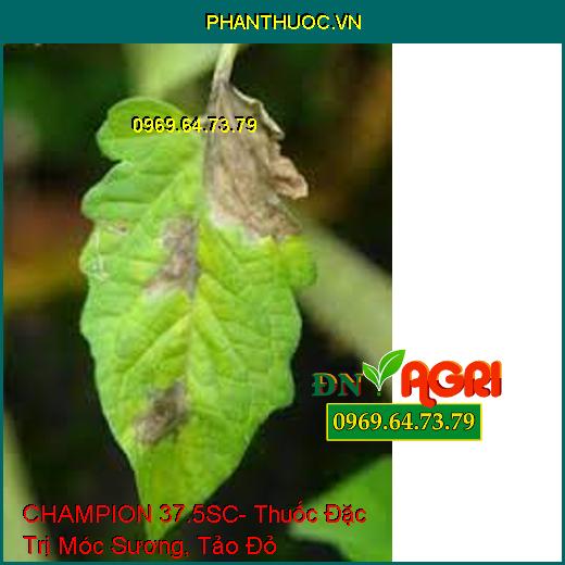 CHAMPION 37.5SC- Thuốc Đặc Trị Móc Sương, Tảo Đỏ