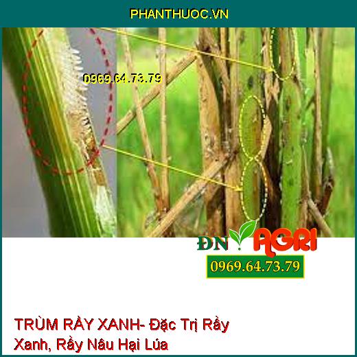 TRÙM RẦY XANH- Đặc Trị Rầy Xanh, Rầy Nâu Hại Lúa