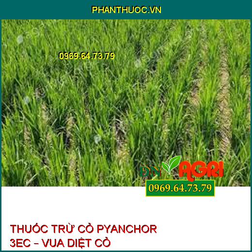 THUỐC TRỪ CỎ PYANCHOR 3EC – VUA DIỆT CỎ 