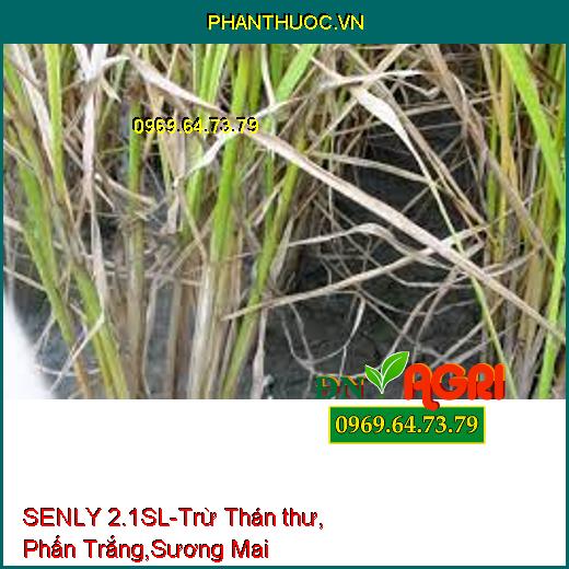 SENLY 2.1SL-Trừ Thán thư, Phấn Trắng,Sương Mai