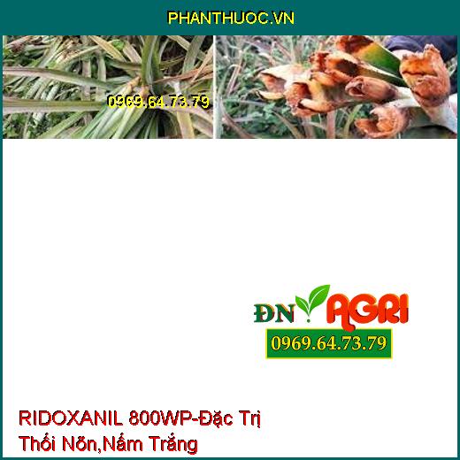 RIDOXANIL 800WP-Đặc Trị Thối Nõn,Nấm Trắng