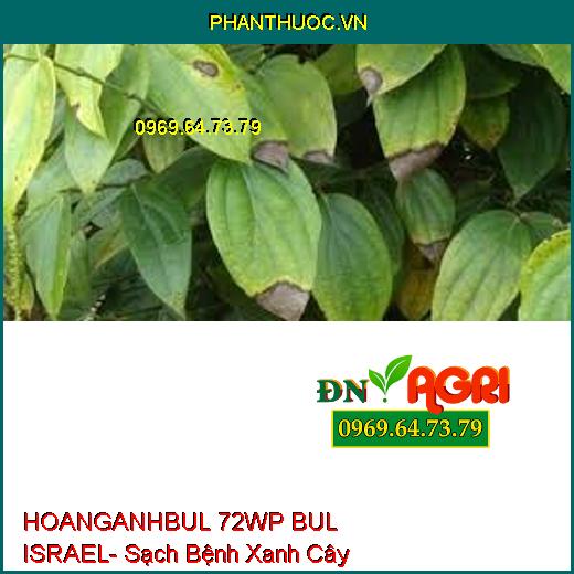 HOANGANHBUL 72WP BUL ISRAEL- Sạch Bệnh Xanh Cây