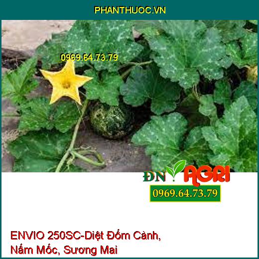 ENVIO 250SC-Diệt Đốm Cành, Nấm Mốc, Sương Mai