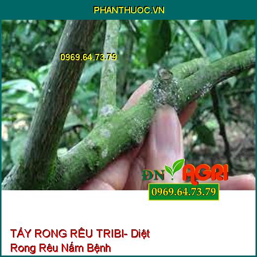 TẨY RONG RÊU TRIBI- Diệt Rong Rêu Nấm Bệnh