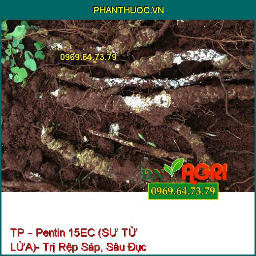 TP – Pentin 15EC (SƯ TỬ LỬA)- Trị Rệp Sáp, Sâu Đục Thân