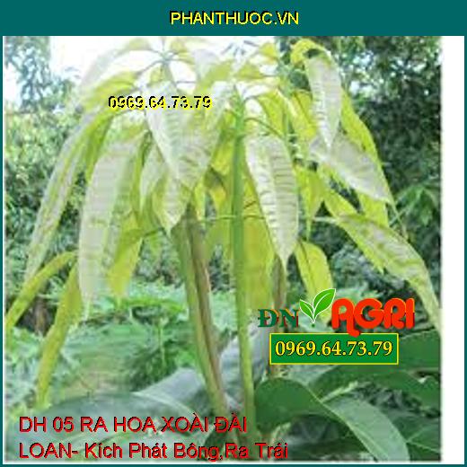 DH 05 RA HOA XOÀI ĐÀI LOAN- Kích Phát Bông,Ra Trái