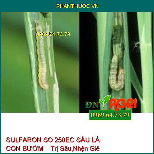 SULFARON SO 250EC SÂU LÁ CON BƯỚM – Trị Sâu,Nhện Gié