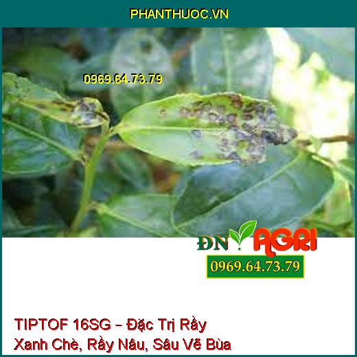 TIPTOF 16SG – Đặc Trị Rầy Xanh Chè, Rầy Nâu, Sâu Vẽ Bùa