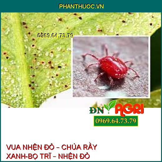 VUA NHỆN ĐỎ – CHÚA RẦY XANH-BỌ TRĨ – NHỆN ĐỎ