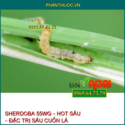 SHERDOBA 55WG – HOT SÂU – ĐẶC TRỊ SÂU CUỐN LÁ