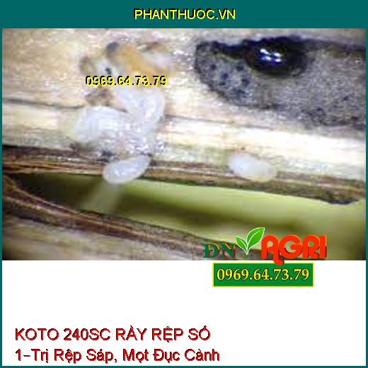 KOTO 240SC RẦY RỆP SỐ 1–Trị Rệp Sáp, Mọt Đục Cành