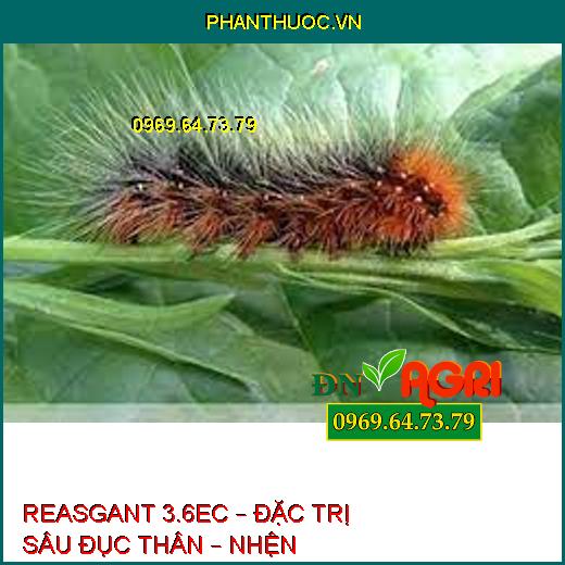 REASGANT 3.6EC – ĐẶC TRỊ SÂU ĐỤC THÂN – NHỆN