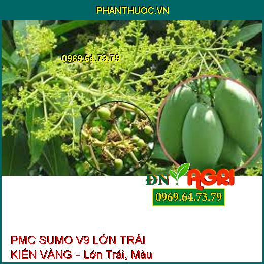 PMC SUMO V9 LỚN TRÁI KIẾN VÀNG – Lớn Trái, Màu Đẹp