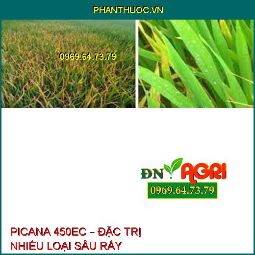 PICANA 450EC – ĐẶC TRỊ NHIỀU LOẠI SÂU RẦY