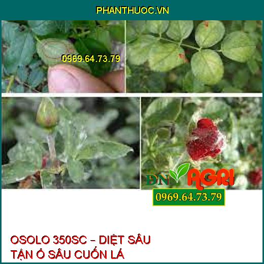 OSOLO 350SC – DIỆT SÂU TẬN Ổ SÂU CUỐN LÁ