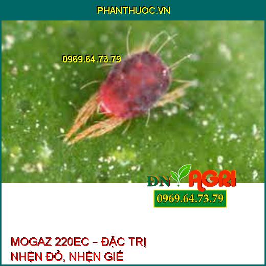 MOGAZ 220EC – ĐẶC TRỊ NHỆN ĐỎ, NHỆN GIÉ