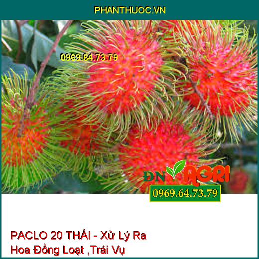 PACLO 20 THÁI - Xử Lý Ra Hoa Đồng Loạt ,Trái Vụ