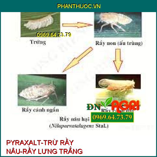 PYRAXALT-TRỪ RẦY NÂU-RẦY LƯNG TRẮNG