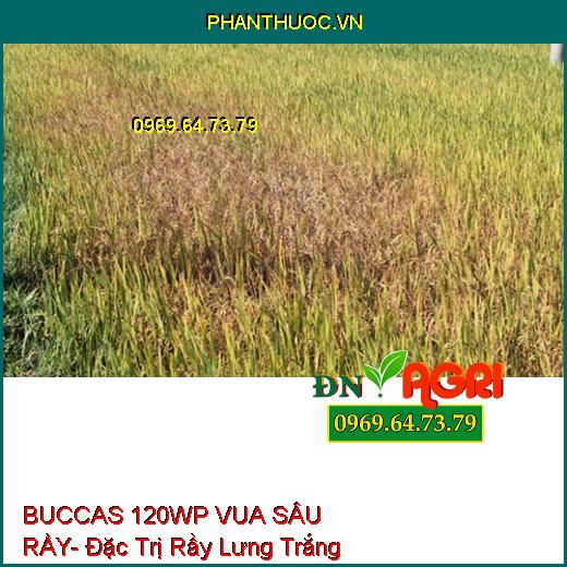 BUCCAS 120WP VUA SÂU RẦY- Đặc Trị Rầy Lưng Trắng