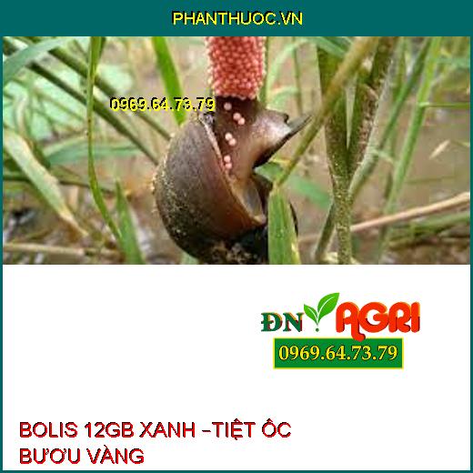 BOLIS 12GB XANH –TIỆT ÔC BƯƠU VÀNG